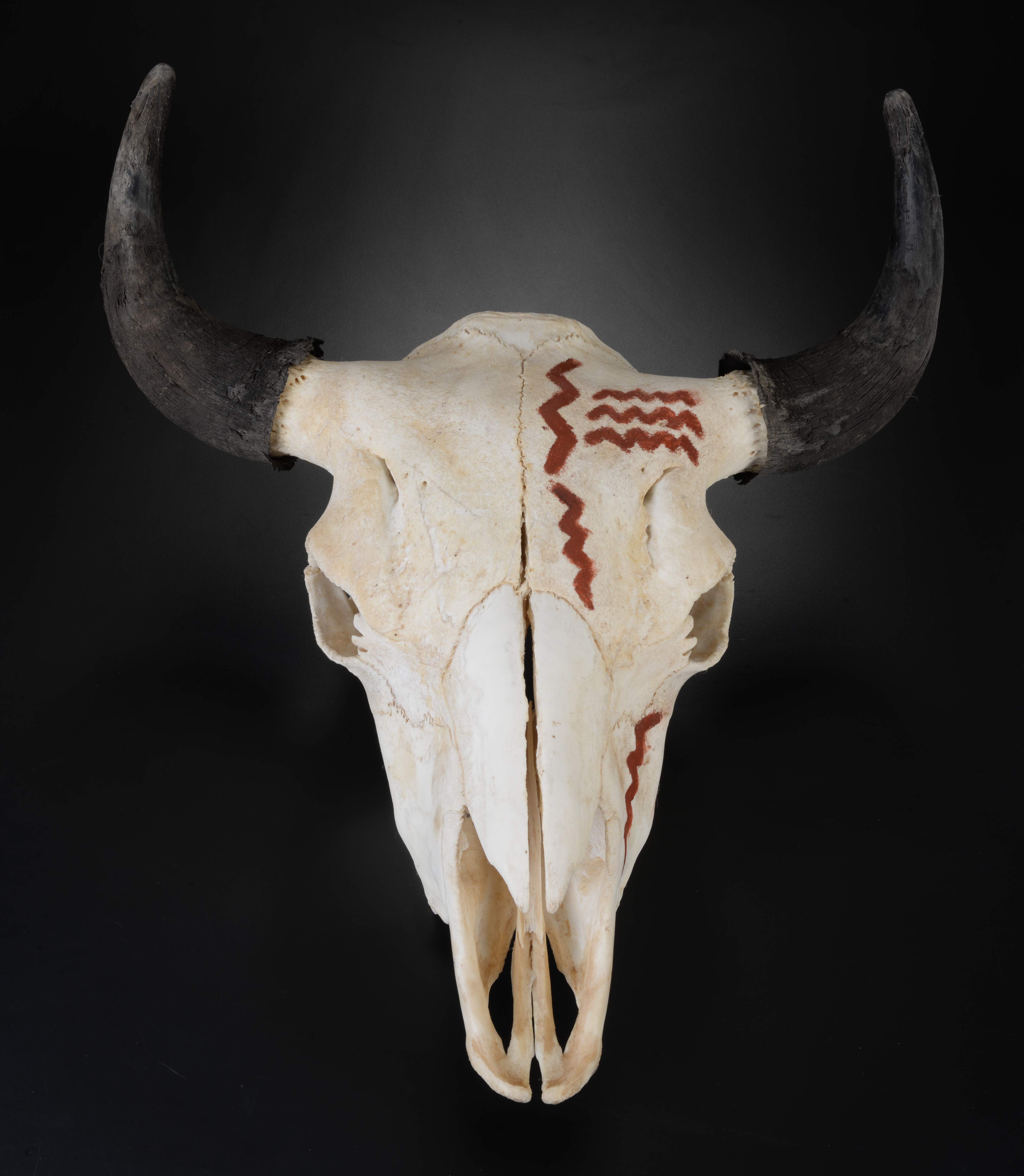 A cow skull with red zigzags painted on it atop a black surface.